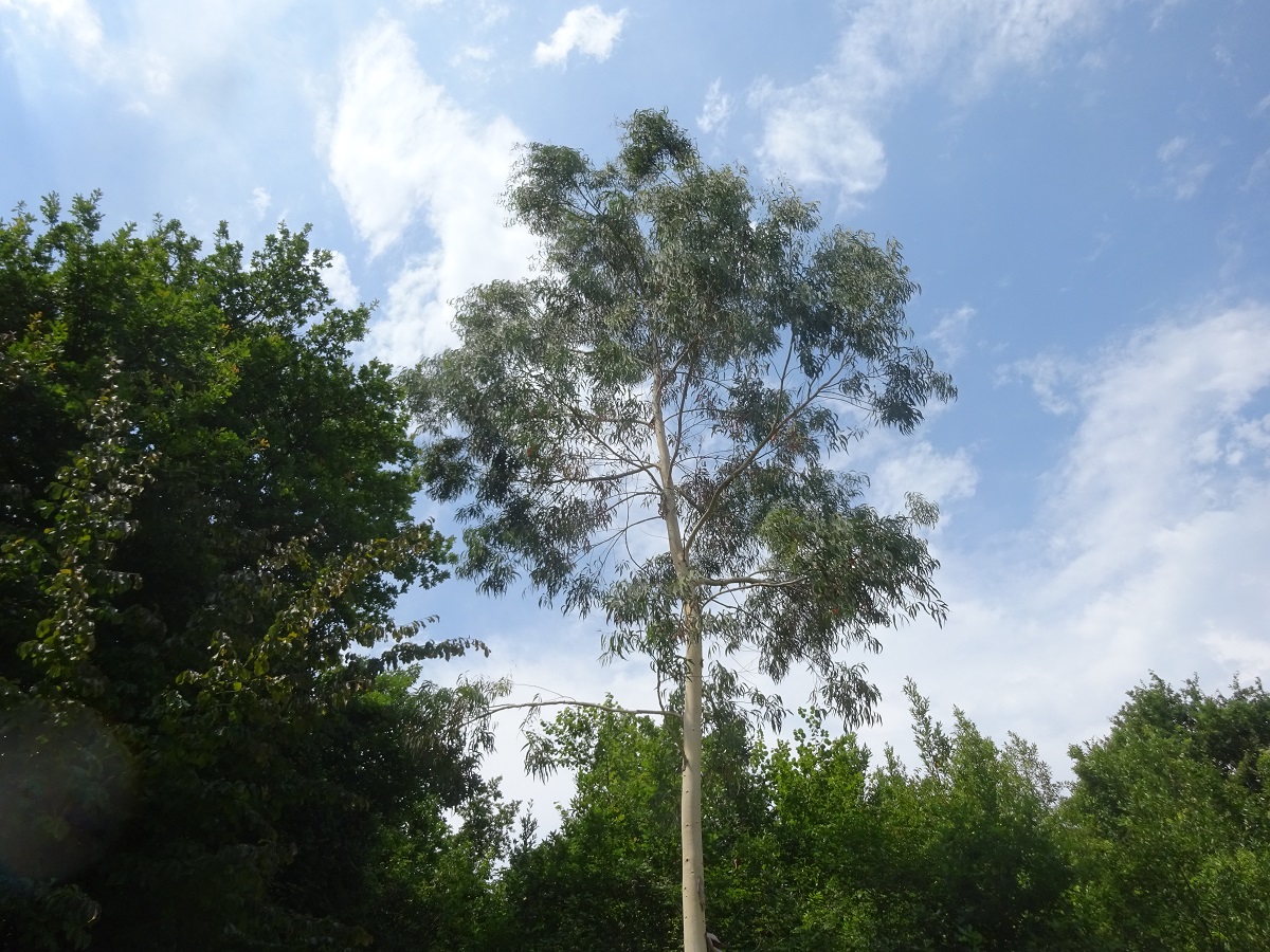 Eucalyptus globulus (Myrtaceae)